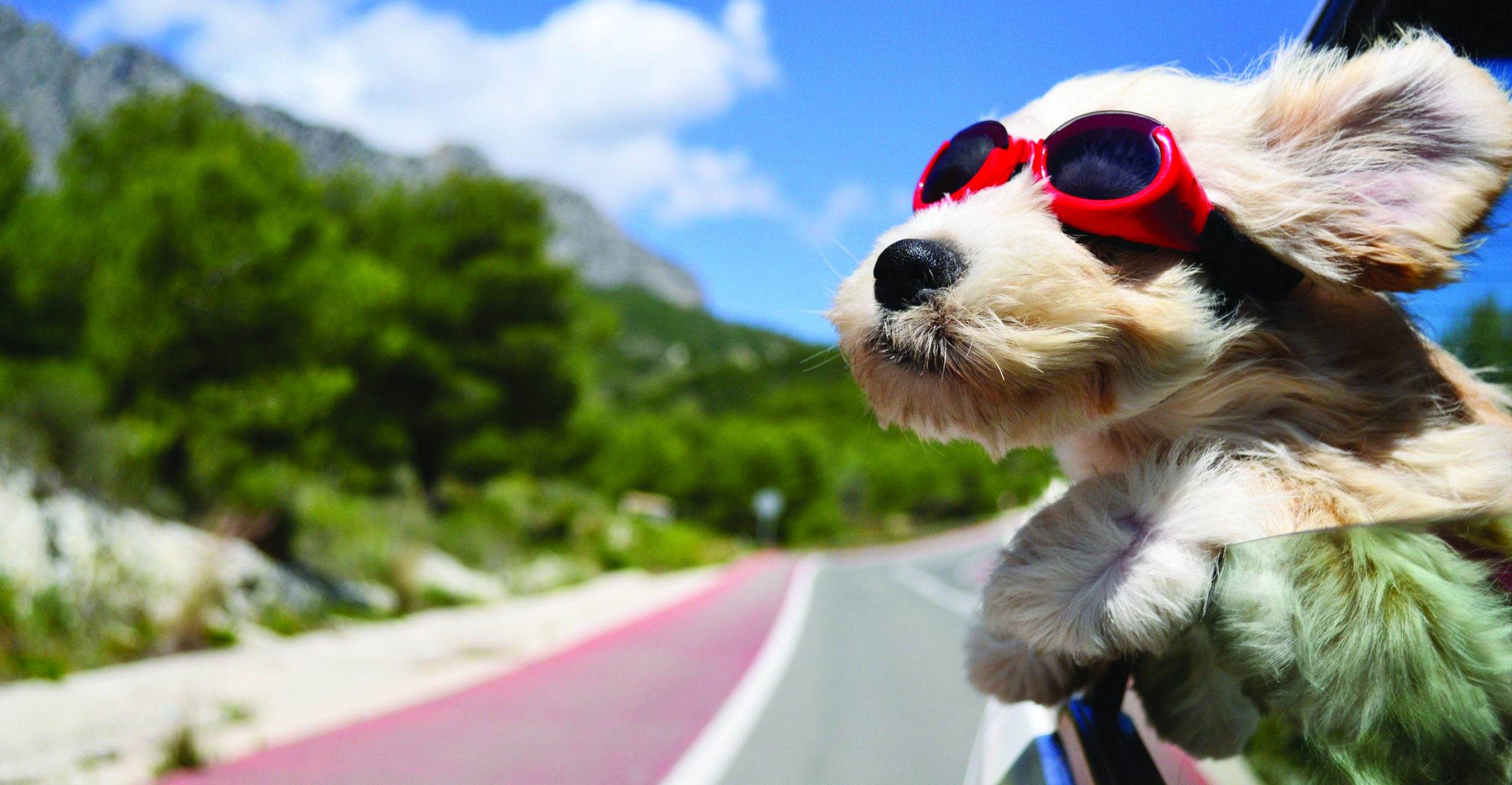 Dog in Car